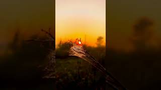 Nature sunrise good morning video status |good morning |whatsapp status songs | #shorts #nature