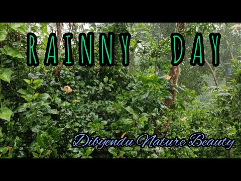 RAINNY DAY IN JANGAL / Heavy Rain in Jangal...