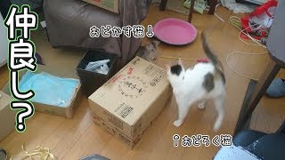子猫と先住猫の微妙な距離感。【れんこま日記 ７】