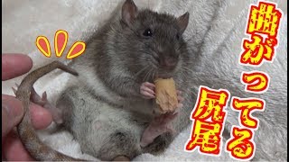 アグちゃんの親族たちと尻尾のヒ・ミ・ツ☆