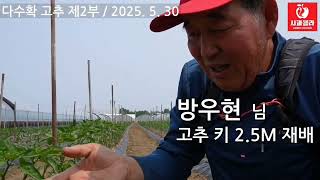 [고추재배] 고추대궁 굵고 짱짱/다수확 고추재배/노지고추 키 2.5M 재배