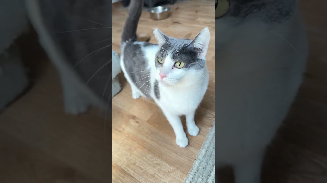 sweet Elsie loves cats & people, a Adoptable Domestic Short Hair in Toluca Lake, CA video 5/5