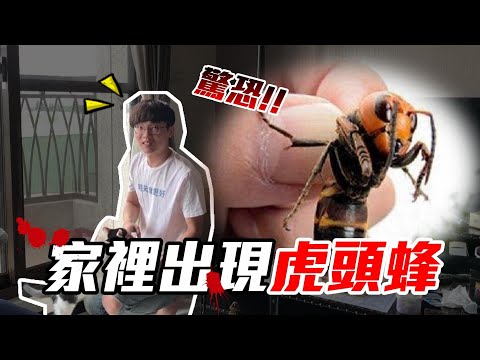 陽台有蜂窩