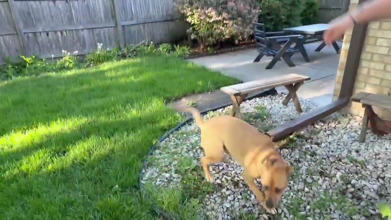 Brewer, a ADOPTABLE mixed breed in Aurora, IL video 6/6