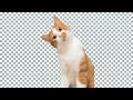 How To Get Transparent Background Images From Google