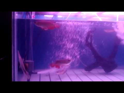 Arowana Page 28 Kaskus