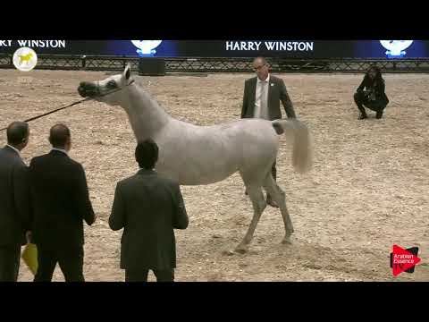 N.23 SAFIYA AL RAYYAN - SEWC 2019 - 2 Years Old Fillies (Class 2)