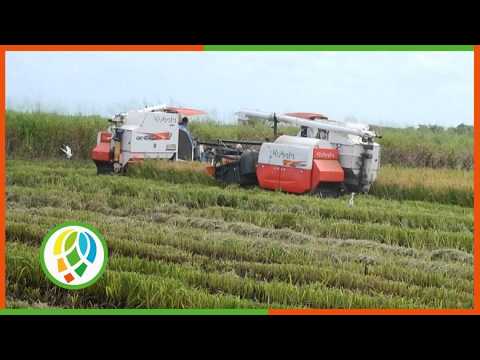 Continúa en Los Palacios colaboración entre Vietnam y Cuba en la agroindustria