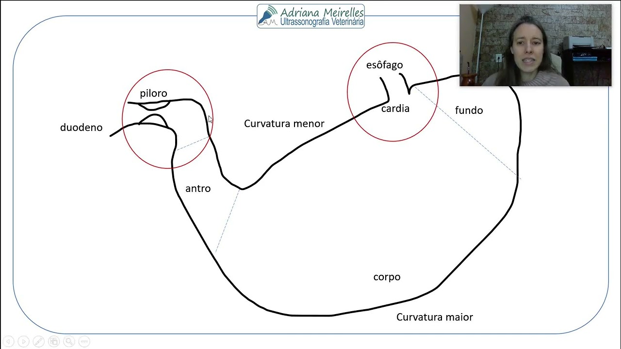 Ultrassonografia do trato gastrointestinal (Palestra GDIM UFMG)