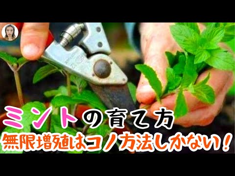 フリーズミント: 香りを保ちます 植物