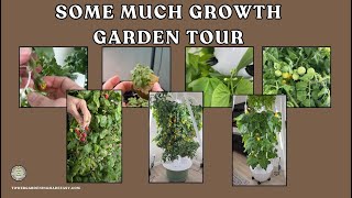 Inside the Tower Garden Nursery- LIVE Seedlings, Pollination & Harvest Prep Made Easy #towergarden