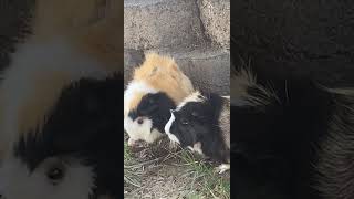 Guinea Pig Rodents Videos