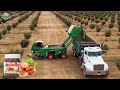 From Hazelnut To Nutella Harvest 1 5 Billion Pounds Of Hazelnut This Way Agriculture Technology