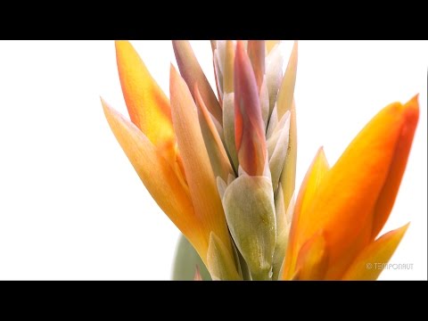 Timelapse Canna Indica Growing and Blooming - Indian Shot, Indisches Blumenrohr