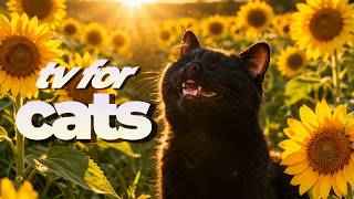 6 Hour Cat TV 🐦 Ultimate Bird Videos for Cats with Relaxing Music 🎶 Cat Entertainment & Enrichment