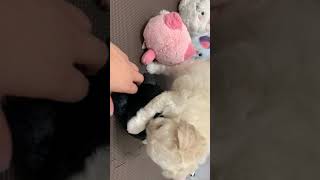 ハーフ犬の動画01