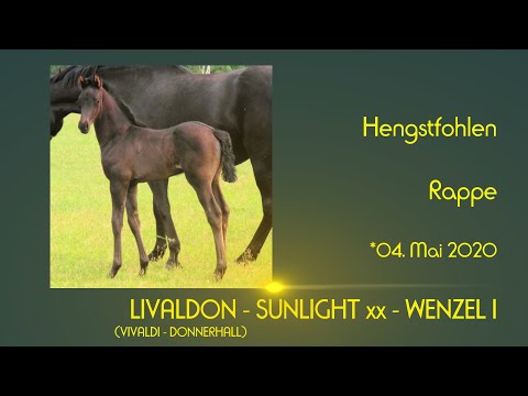 Hengstfohlen von LIVALDON - Sunlight xx - Wenzel I  SOLD