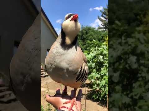 CHAKOR AWAZ- ZARK AWAZ - ZARK SOUND-CHAKOR VOICE- ZARK NARA CHAKOR KI AWAZ- PAHARI CHAKOR AWAZ#apple