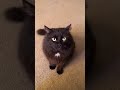 Maxwell Black Cat Whines And Attacks Camera