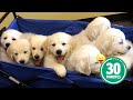 30 Minutes of the World's CUTEST Puppies! 🐶💕