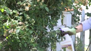 How to Get Rid of Powder Mildew on Roses : Garden Space