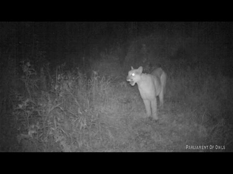 Mountain Lion screaming!!!