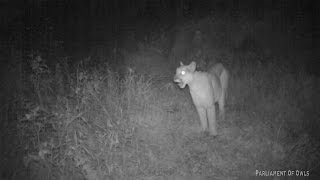 Mountain Lion screaming!!!