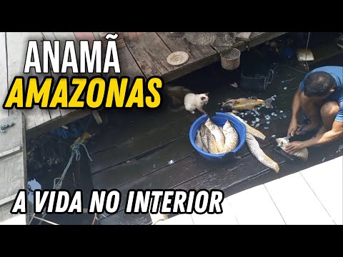 COMO É A VIDA EM ANAMÃ no interior do Amazonas 