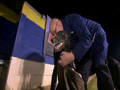 WILLIAM HILL BITCHES - T3 SWIFT LUCIOUS