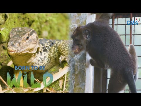 The lizard's tail and rescued animals April 14, 2024 (Full Episode) Born to be Wild