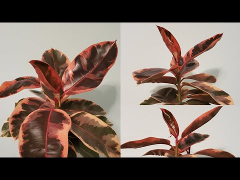 , title : 'Ficus Elastica Belize Part 001 | Plant Vlog 053'