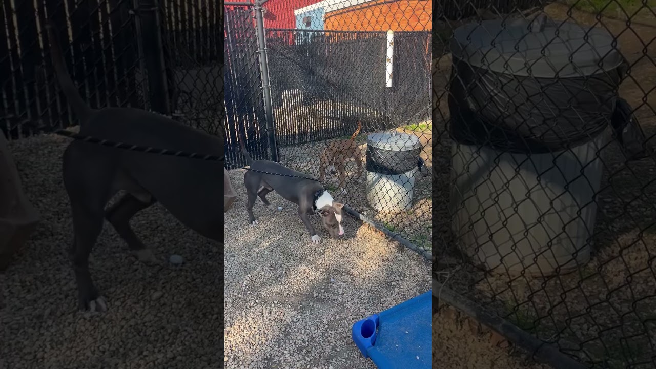 Enlarge Hov, a Adoptable Pit Bull Terrier in Philadelphia, PA video 6/6