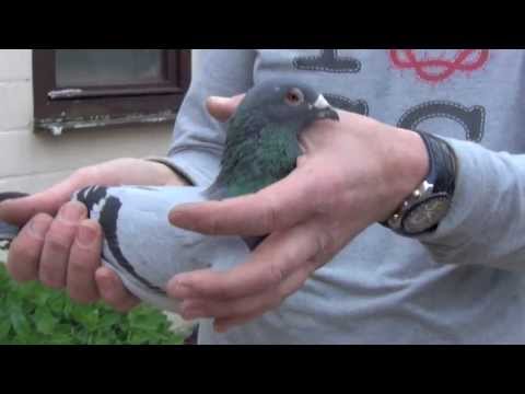 Winner Bourges National 2013- Old Birds - Dirk Moens - By P-BAY