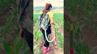 Efficient Backpack Fertilizer Applicator #farmingtools@HappyFarm85