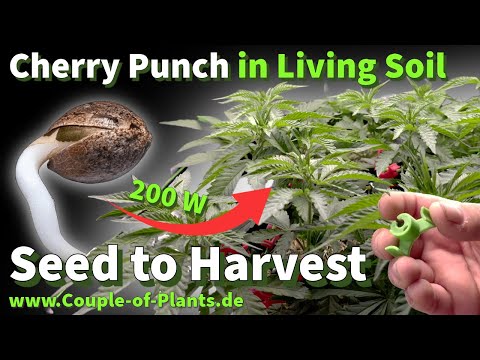 How to: Mainlining/Manifolding LST clips & fungus gnat treatment - growth phase in Living Soil