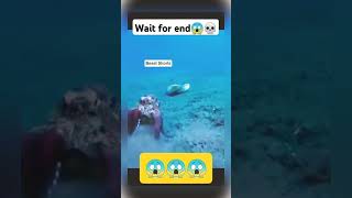 Octopus attack on crab😱 #wildlife #nature #animal #octopus #crap #attack