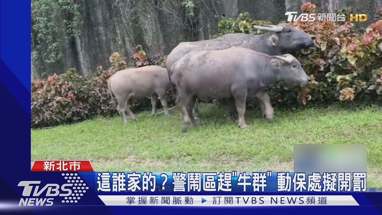 小心!有牛群出沒、汐止街頭逛大街 警車引導