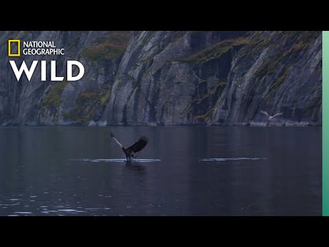 White-Tailed Eagles Fight Over Fish | Wild Nordic