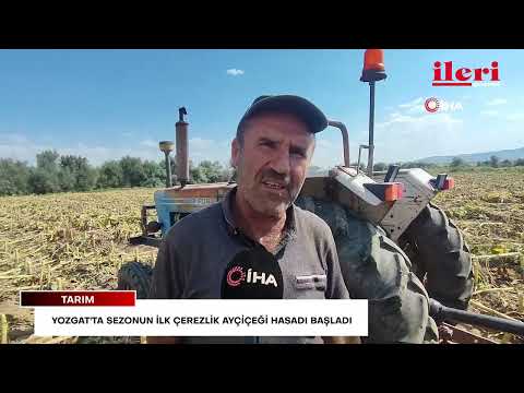 Yozgat'ta sezonun ilk çerezlik ayçiçeği hasadı başladı | İleri Gazetesi