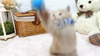 スコティッシュフォールドの動画01