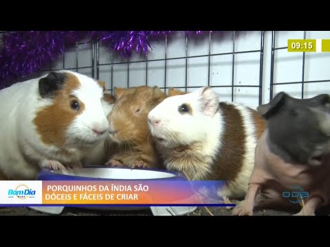 Porquinhos da índia são dóceis e fáceis de criar 11 02 2021