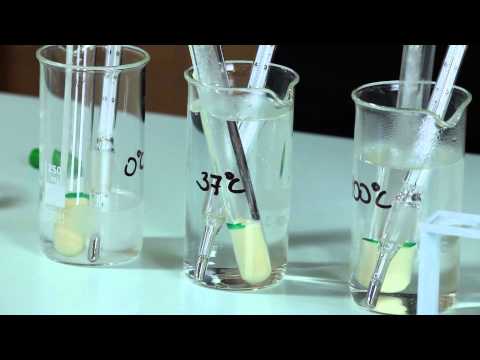 Az élesztő működésének hőmérséklet függősége