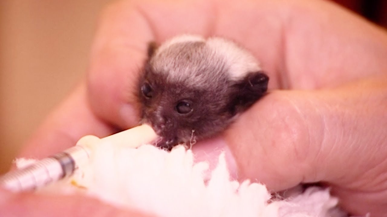 Two Baby Tamarind Monkeys Fight For Life Nature's Miracle Babies BBC Earth