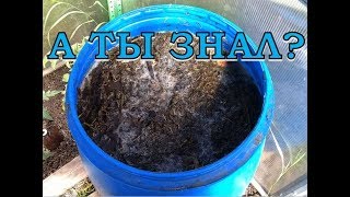 Удобрение из крапивы и одуванчиков для томатов