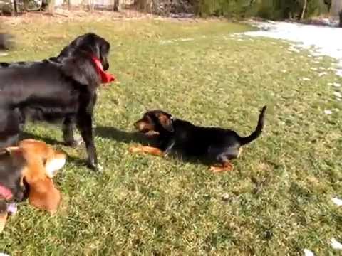 Luna, an adopted Beagle & Hound Mix in Guelph, ON_image-1