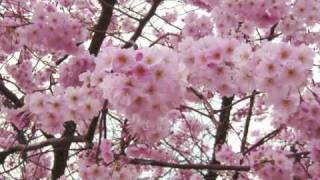 FREDERIC CHANTE CLAUDE FRANCOIS - Y A LE PRINTEMPS QUI CHANTE ( VIENS A LA MAISON )