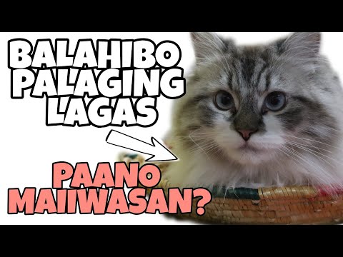PAANO MAIIWASAN ANG PAGLAGAS NG BALAHIBO NG PUSA | HOW TO STOP CAT'S HAIR FALL | CAT HAIR SHEDDING