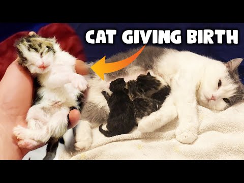 Cat Giving Birth To Giant Kittens | Maine Coon Cross British Shorthair Breed
