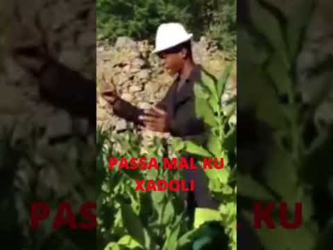 XADOLI FIDJUS D ENGENHU