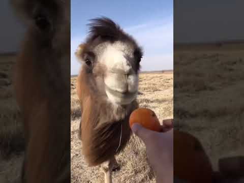 Mandalina seven deve 🐪🍊😍#shorts #türkiye #istanbul #keşfet #youtubeshorts #hayat #deve